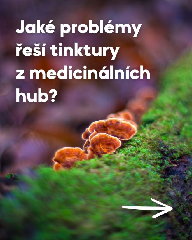 Jaké problémy řeší tinktury z medicinálních hub? 🍄 Příroda má odpověď téměř na všechno — a medicinální houby jsou důkazem....